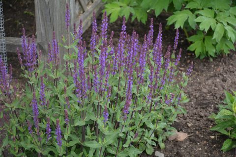 Caradonna Sage 1gal
