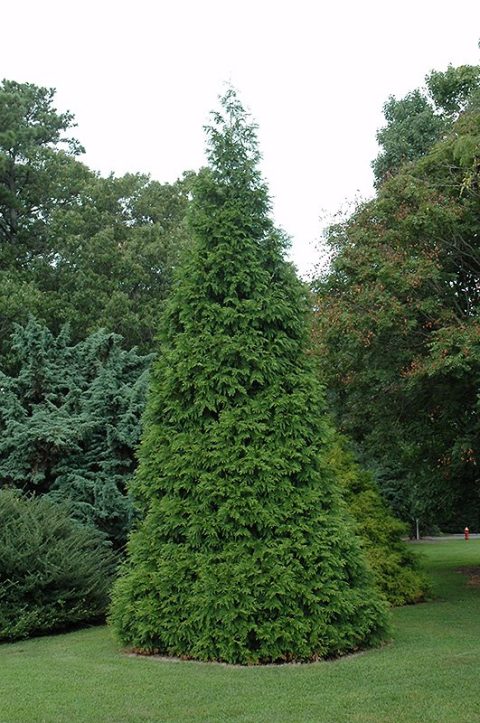 Cedar 'Green Giant' 2gal