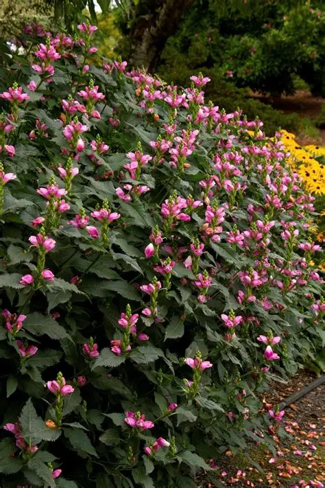 Chelone 'Hot Lips' 1gal (Turtlehead)