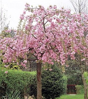 'Pendula Plena Rosea' Weeping Cherry #15W