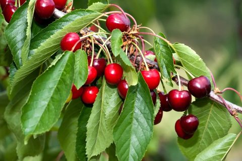 Combo Cherry #10H