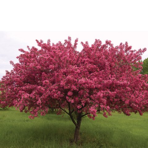 Crabapple 'Prairie Fire' #7W
