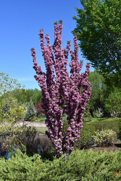 Crabapple 'Purple Spire Columnar' 7gal