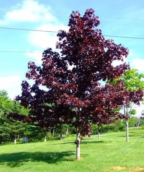 Maple 'Crimson King' 25gal