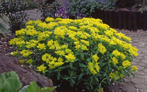 Cushion Spurge 1gal