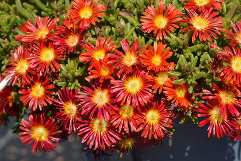 Delosperma 'Wheels of Wonder' 1gal (Fire)