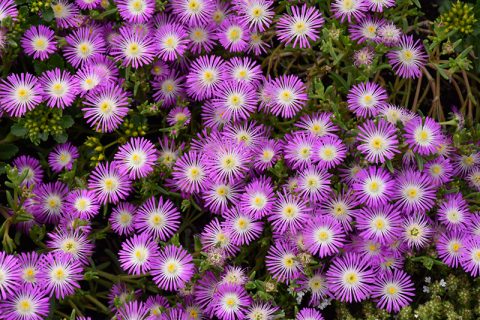 Delosperma 'Wheels of Wonder' 1gal (Violet Wonder)