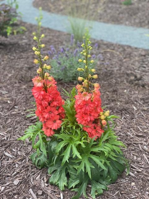 Delphinium 'Red Lark' 1gal