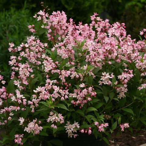 Deutzia 'Yuki Cherry Blossom' 2gal