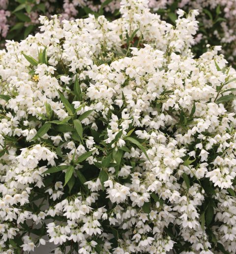 Deutzia 'Yuki Snowflake' 2gal
