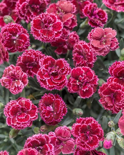 Dianthus 'Black Cherry Frost' 1gal