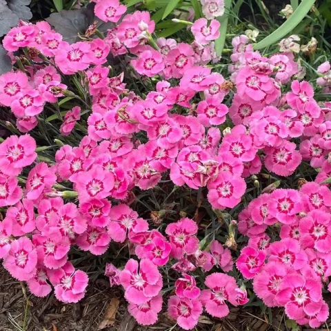 Dianthus 'Strawberry Tart' 1gal