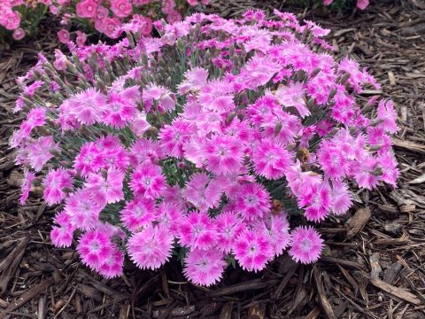 Dianthus 'Watermelon Ice' 1gal