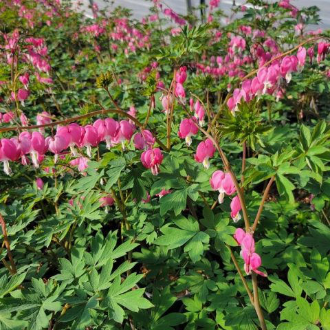 Dicentra Spectabilis 1gal