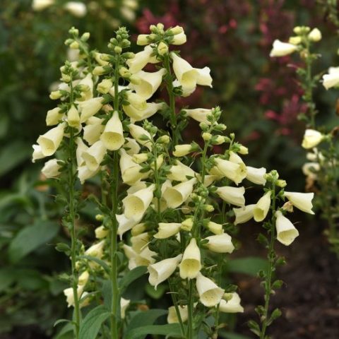 Digitalis 'Arctic Fox Lemon Cream' 1gal