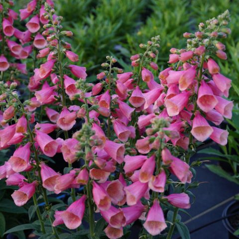 Digitalis 'Arctic Fox Rose' 1gal