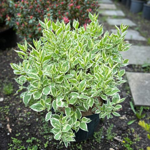 Dogwood Ivory Halo 2gal