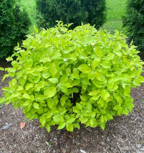 Dogwood Neon Burst 2gal