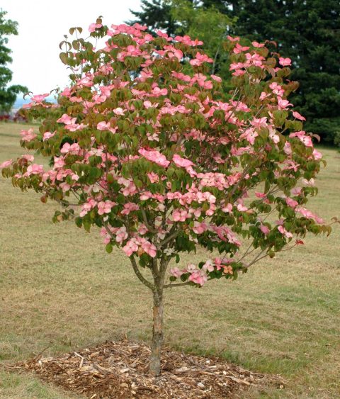 Dogwood Satomi BB
