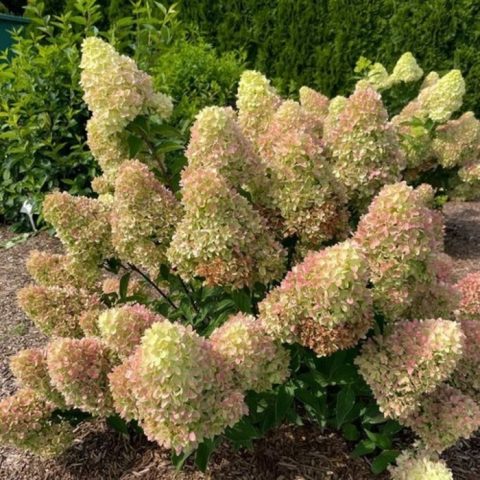 Dragon baby Hydrangea 2gal H