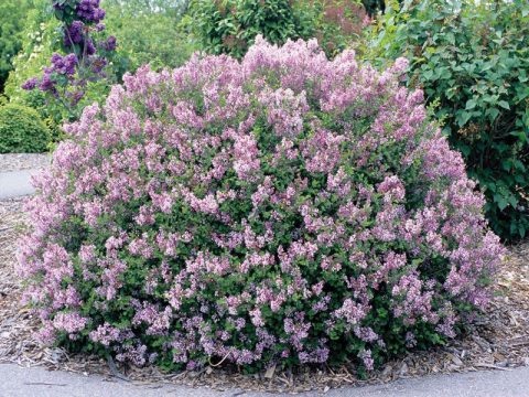 Dwarf Korean Lilac 'Palibin' #2W