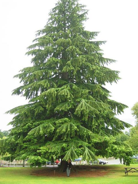 Eastern Hemlock 7gal
