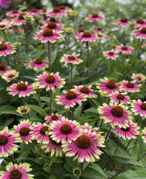 Echinacea 'Sweet Sandia' 1gal