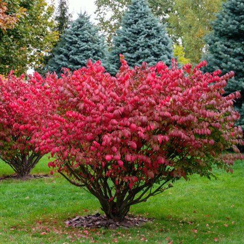 Euonymus alatus 'Compactus' Dwarf burning bush 2gal