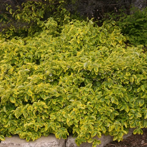 Euonymus 'Lemon Lime' 2gal