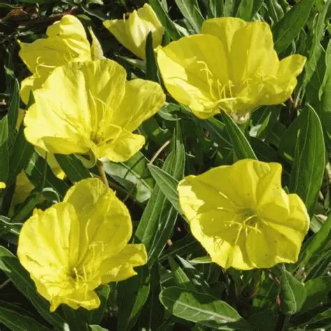 Evening Primrose 'Missouriensis' 1gal