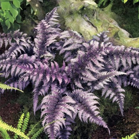 Fern 'Japanese Painted' 1gal