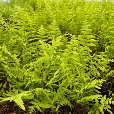 Fern 'Marsh Fern' 1gal