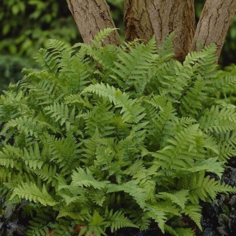 Fern 'Barnesii' 1gal