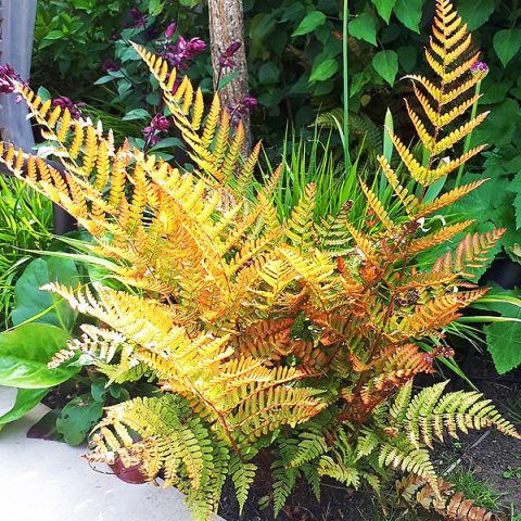 Fern 'Brilliance' 1gal