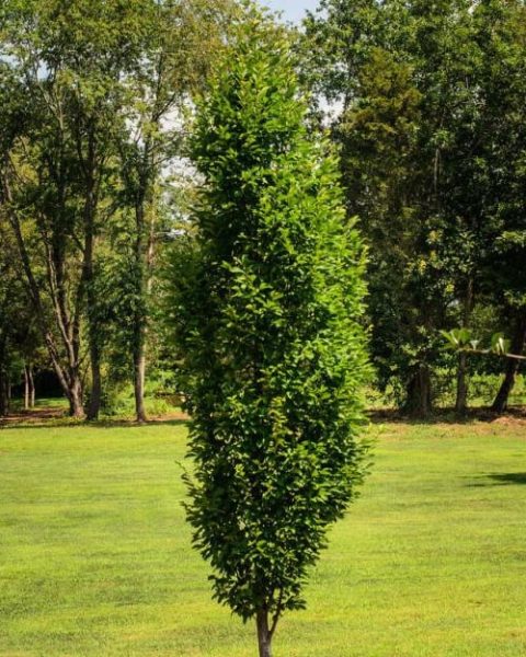 Frans Fontaine European Hornbeam 15gal