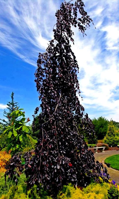 Beech Fountain Purple BB