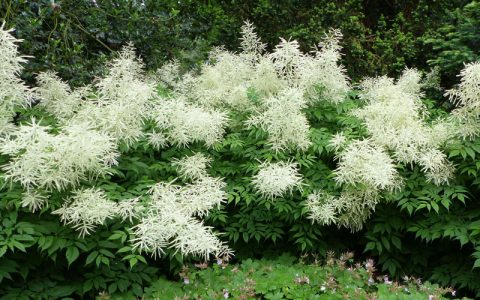 Goat's Beard 1gal