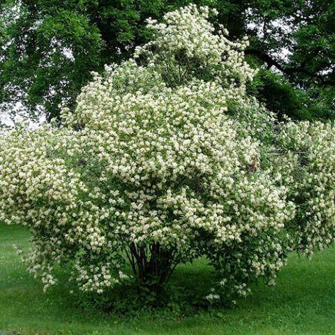 Gray Dogwood 2gal