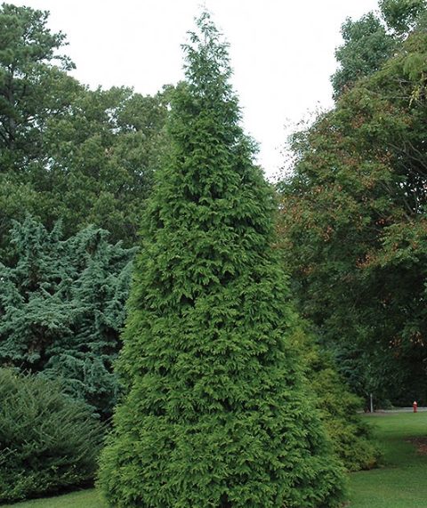 Green Giant Cedar #15W