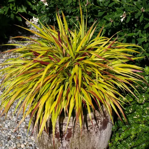 Hakone 'Sunflare' 1gal