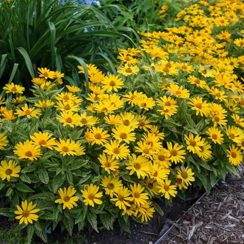 Heliopsis 'Sunstruck' 2gal