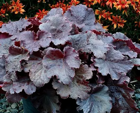 Heuchera Northern Exposure 'Black' 1gal