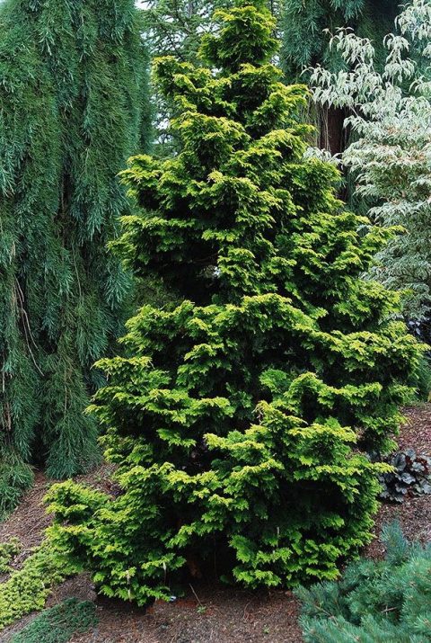 Hinoki Cypress 'Gracilis' 10gal