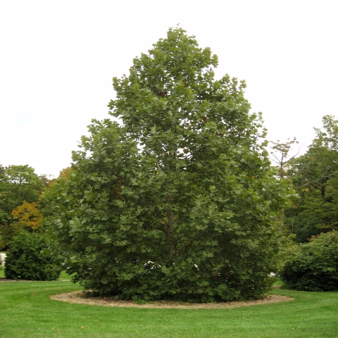 London Plane Tree 'Exclamation' 25gal