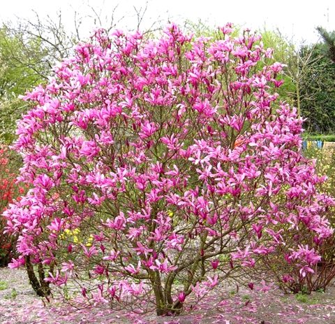 Magnolia 'Susan' 5gal