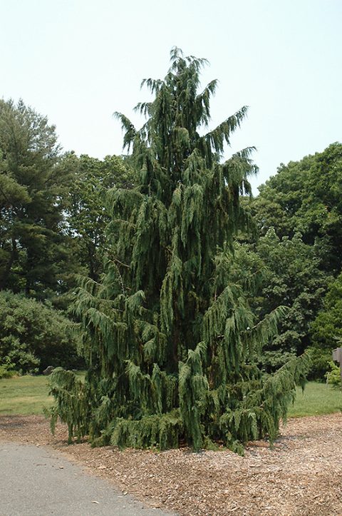 Nootka Cypress 'Glauca Pendula' 15gal