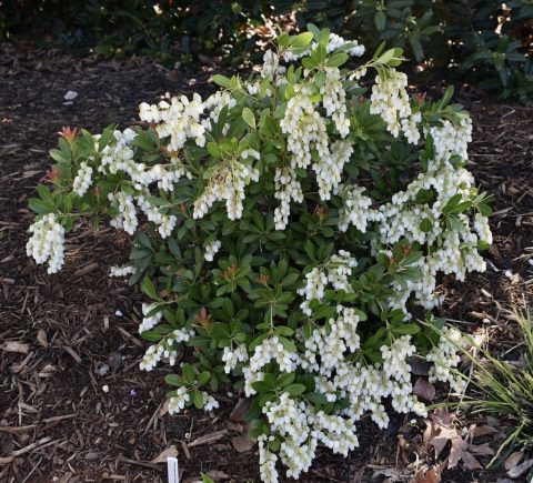 Pieris Japonica 'Prelude' 2gal