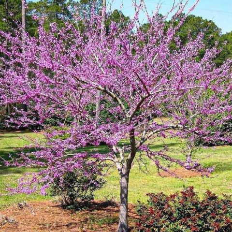 Redbud Forest Pansy #7W