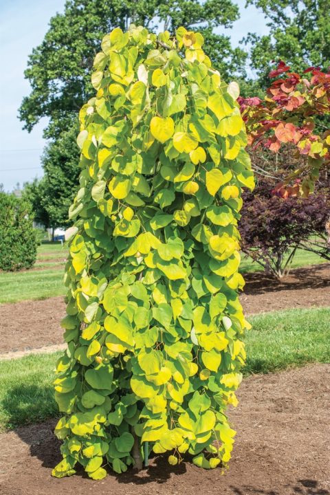 Redbud Golden Falls 7gal