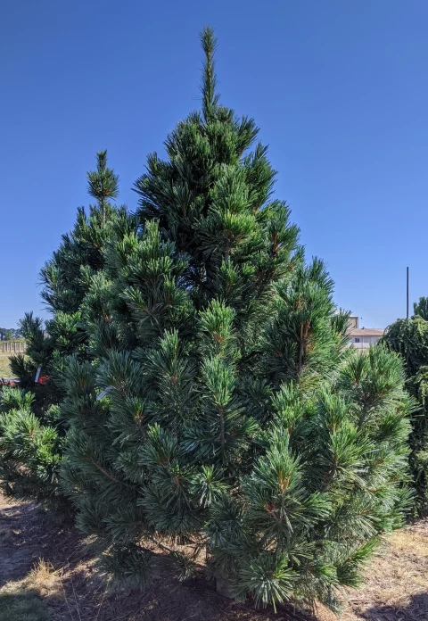 'Vanderwolf's' Pine BB